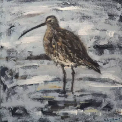 Curlew